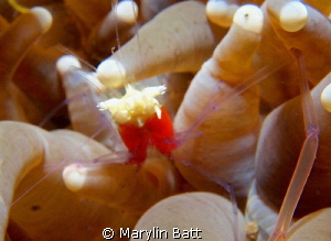 Popcorn Shrimp in anomone by Marylin Batt 